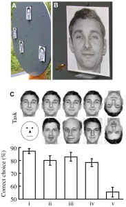 faces