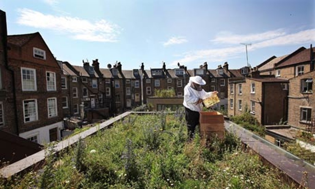 Urban-Beekeeping